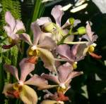 Orchidee am 24.12.2008 in Wilhelma/Stuttgart