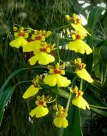 Orchidee am 24.12.2008 in Wilhelma/Stuttgart