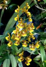 Orchidee Oncidium am 21.06.2008 in Wilhelma/Stuttgart