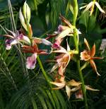 Orchidee Phaius am 11.04.2009 in Wilhelma/Stuttgart