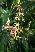 Orchidee Phaius am 11.04.2009 in Wilhelma/Stuttgart