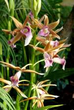 Orchidee Phaius am 01.03.2009 in Wilhelma/Stuttgart