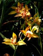 Orchidee Phaius am 22.03.2009 in Wilhelma/Stuttgart