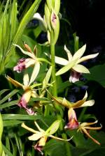 Orchidee Phaius am 22.03.2009 in Wilhelma/Stuttgart