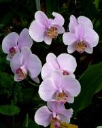 Orchidee Maienblume (Phalaenopsis) am 03.04.2009 in Stuttgart/Wilhelma