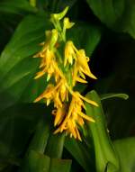 Orchidee Polystachya bella/Vielhre am 24.12.2008 in Wilhelma/Stuttgart