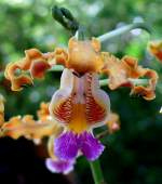 Orchidee Schomburgkia brysiana am 07.08.2008 in Wilhelma/Stuttgart