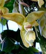 Orchidee Ochenkopf am 15.07.2008 in Wilhelma/Stuttgart 