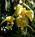 Stier-Orchidee am 23.07.2008 in Wilhelma/Stuttgart