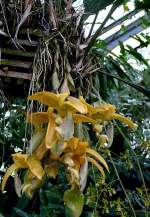 Stier-Orchidee am 19.07.2008 in Wilhelma/Stuttgart