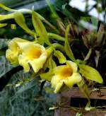 Orchidee Trichopilia am 21.06.2008 in Wilhelma/Stuttgart