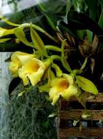 Orchidee Trichopilia am 21.06.2008 in Wilhelma/Stuttgart