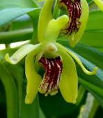 Trudelia am 21.06.2008 in Wilhelma/Stuttgart