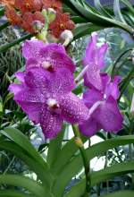 Orchidee Rothschildiana pink am 18.06.2008 in Wilhelma/Stuttgart