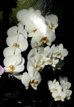 Orchidee Venda am 31.05.2008 in Wilhelma/Stuttgart