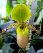 Orchidee Venusschuh am 17.11.2008 in Wilhelma/Stuttgart