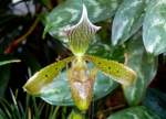 Orchidee Venusschuh am 01.03.2009 in Wilhelma/Stuttgart