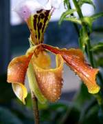 Orchidee Venusschuh am 01.03.2009 in Wilhelma/Stuttgart