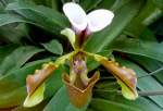 Orchidee Venusschuh am 22.03.2009 in Wilhelma/Stuttgart