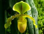 Orchidee Venusschuh am 22.03.2009 in Wilhelma/Stuttgart