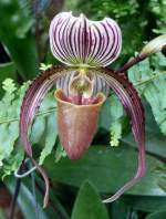 Orchidee Venusschuh am 19.07.2008 in Wilhelma/Stuttgart