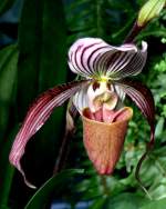 Orchidee Frauenschuh am 05.07.2008 in Wilhelma/Stuttgart