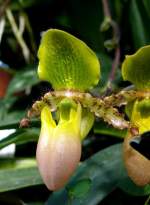 Orchidee Venusschuh am 05.07.2008 in Wilhelma/Stuttgart