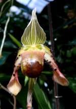 Orchidee Venusschuh am 05.07.2008 in Wilhelma/Stuttgart