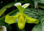 Orchidee Venusschuh am 24.12.2008 in Wilhelma/Stuttgart