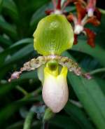 Orchidee Venusschuh am 24.12.2008 in Wilhelma/Stuttgart