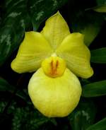 Orchidee Venusschuh am 24.12.2008 in Wilhelma/Stuttgart