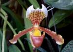 Orchidee Venusschuh am 24.12.2008 in Wilhelma/Stuttgart