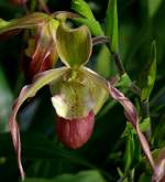 Orchidee Venusschuh am 24.12.2008 in Wilhelma/Stuttgart