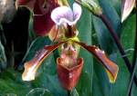 Orchidee Venusschuh am 24.12.2008 in Wilhelma/Stuttgart