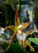 Orchidee Zahnzungeam 28.06.2008 in Wilhelma/Stuttgart