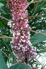 Urera am 17.11.2008 in Wilhelma/Stuttgart