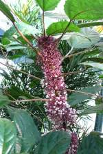 Urera am 17.11.2008 in Wilhelma/Stuttgart