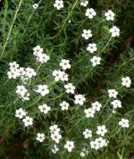 Coleonema Rutaceae am 03.04.2009 in Wilhelma/Stuttgart