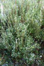 Coleonema Rutaceae am 03.04.2009 in Wilhelma/Stuttgart