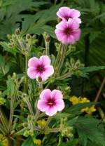Storchenschnabel (Geraniaceae) am 03.04.2009 in Wilhelma/Stuttgart