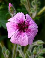 Storchenschnabel (Geraniaceae) am 03.04.2009 in Wilhelma/Stuttgart