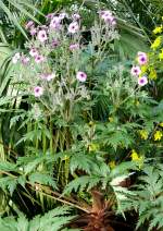 Storchenschnabel (Geraniaceae) am 03.04.2009 in Wilhelma/Stuttgart