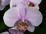 Orchidee am 22.03.2009 in Wilhelma/Stuttgart