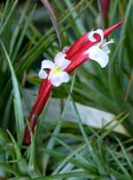 Blume am 21.06.2008 in Wilhelma/Stuttgart