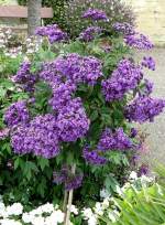 Blumenbumchen am 29.06.2008 in Wilhelma/Stuttgart