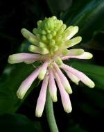 Blume (Name unbekannt) am 24.12.2008 in Stuttgart/Wilhelma