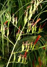 Blume (Name unbekannt) am 24.12.2008 in Wilhelma/Stuttgart