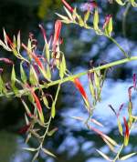 Blume (Name unbekannt) am 24.12.2008 in Wilhelma/Stuttgart