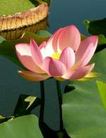 Lotusblume am 24.07.2008 in Wilhelma/Stuttgart