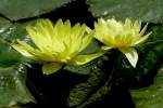 Seerose am 15.07.2008 in Wilhelma/Stuttgart